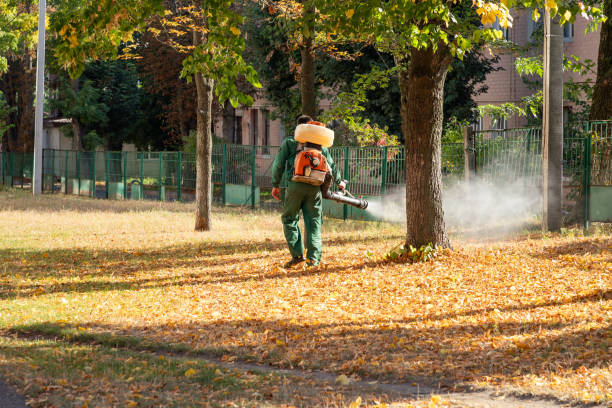 Best Local Pest Control Services  in Agua Dulce, CA