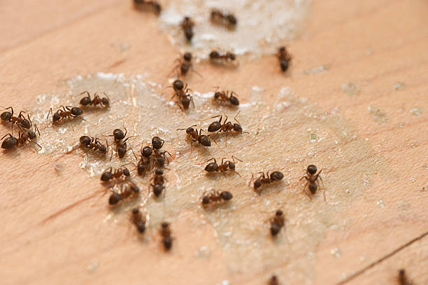 Trusted Agua Dulce, CA Pest Control Experts