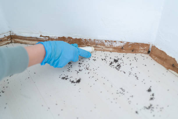 Best Best Pest Control Companies  in Agua Dulce, CA